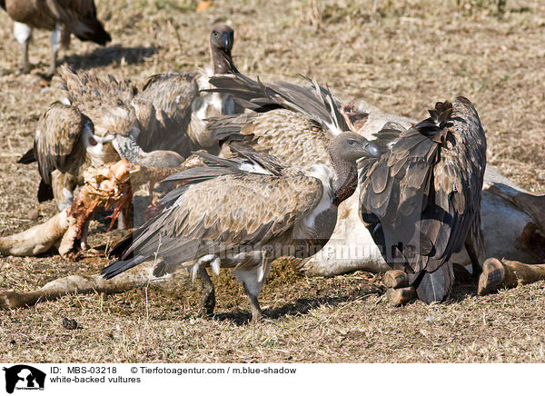 Weirckengeier / white-backed vultures / MBS-03218