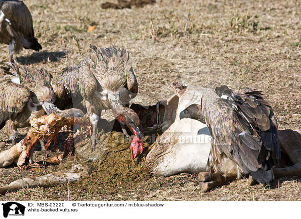 Weirckengeier / white-backed vultures / MBS-03220