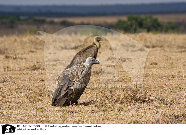 Weirckengeier / white-backed vulture / MBS-03299