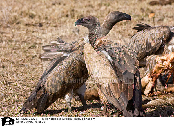 Weirckengeier / white-backed vultures / MBS-03327