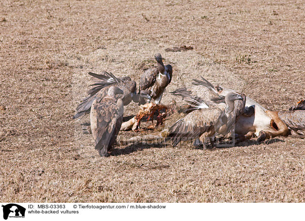Weirckengeier / white-backed vultures / MBS-03363