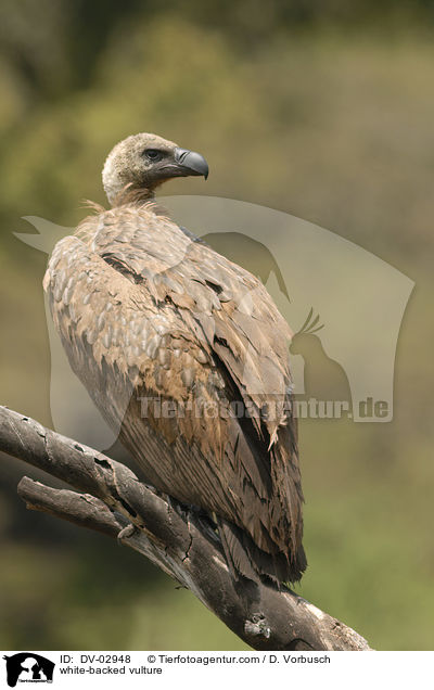 white-backed vulture / DV-02948