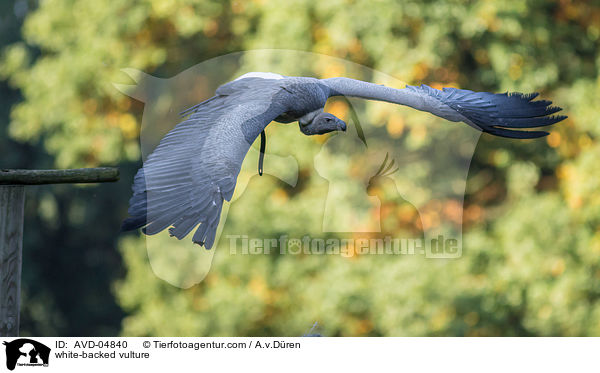 white-backed vulture / AVD-04840