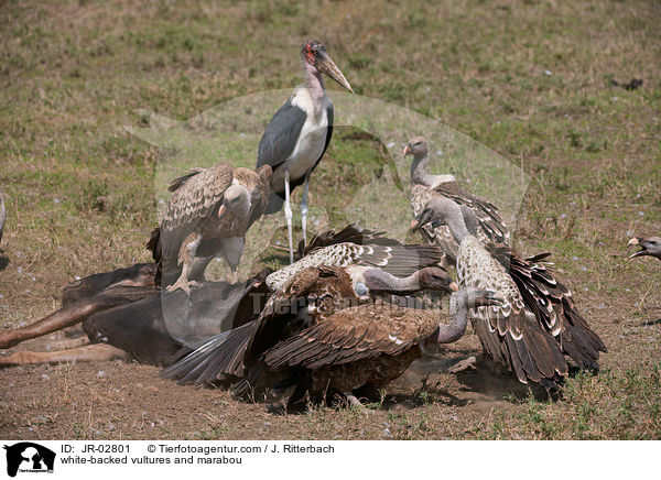 Weirckengeier und Marabu / white-backed vultures and marabou / JR-02801
