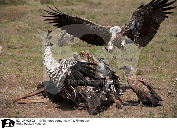 Weirckengeier / white-backed vultures / JR-02802