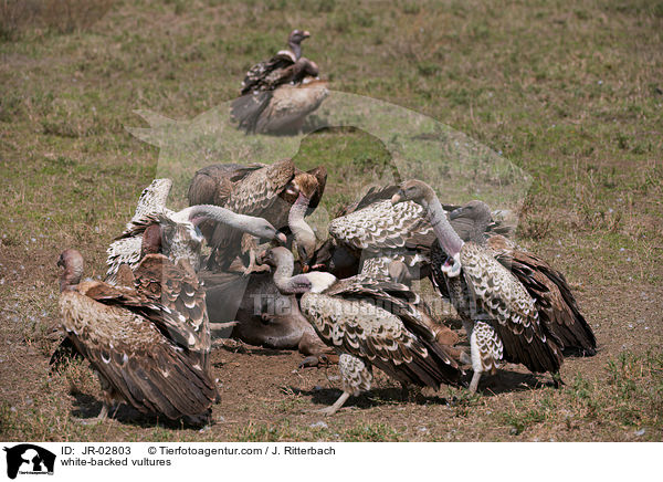 Weirckengeier / white-backed vultures / JR-02803