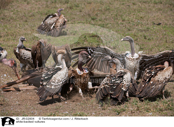 Weirckengeier / white-backed vultures / JR-02804