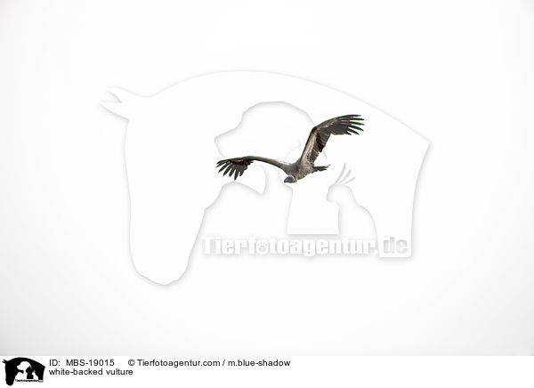 white-backed vulture / MBS-19015