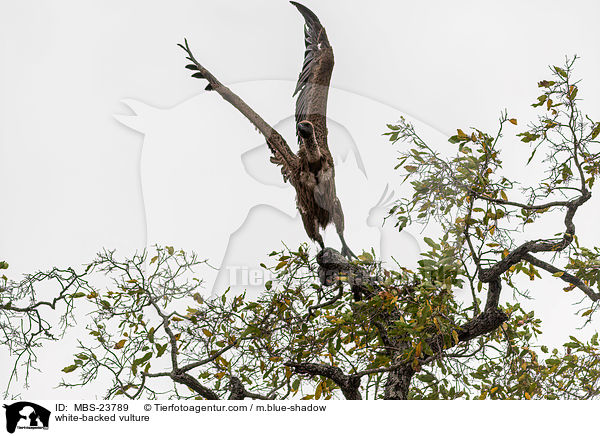 white-backed vulture / MBS-23789