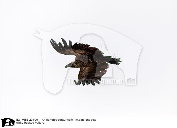 white-backed vulture / MBS-23790