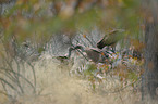 African White-backed Vulture