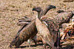 white-backed vultures