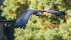 white-backed vulture