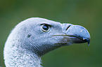 white-backed vulture