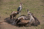 white-backed vultures and marabou