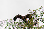 white-backed vulture