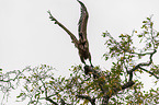 white-backed vulture