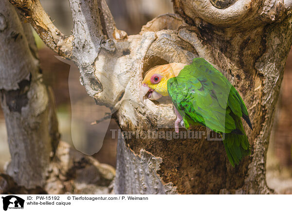 white-bellied caique / PW-15192