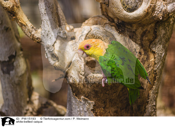white-bellied caique / PW-15193