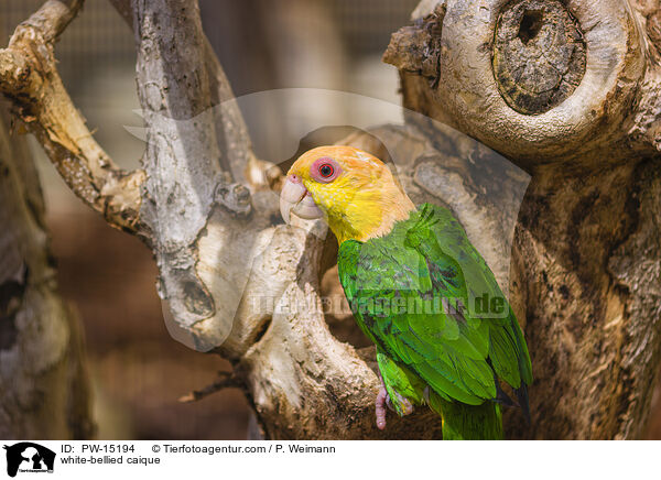 white-bellied caique / PW-15194
