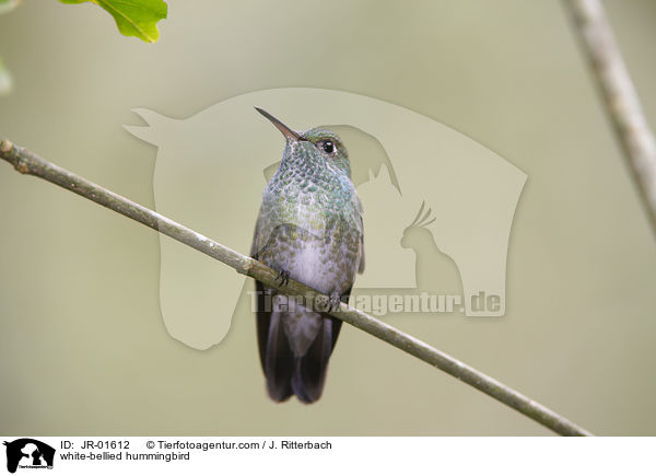 Weibauch-Kolibri / white-bellied hummingbird / JR-01612