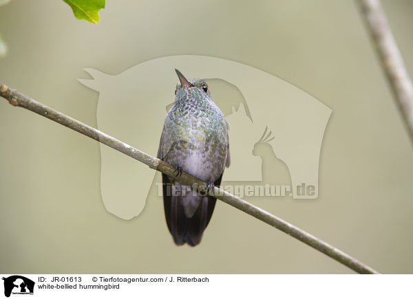 white-bellied hummingbird / JR-01613