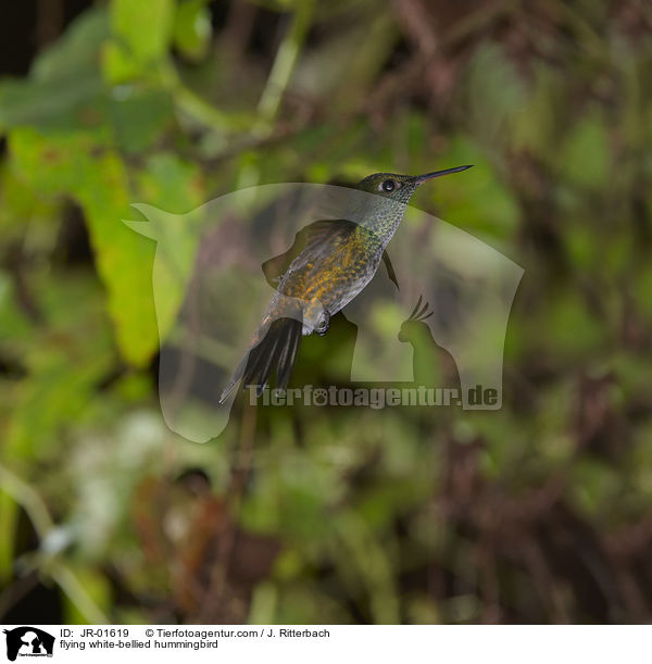 flying white-bellied hummingbird / JR-01619