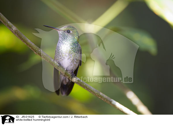 Weibauch-Kolibri / white-bellied hummingbird / JR-01625
