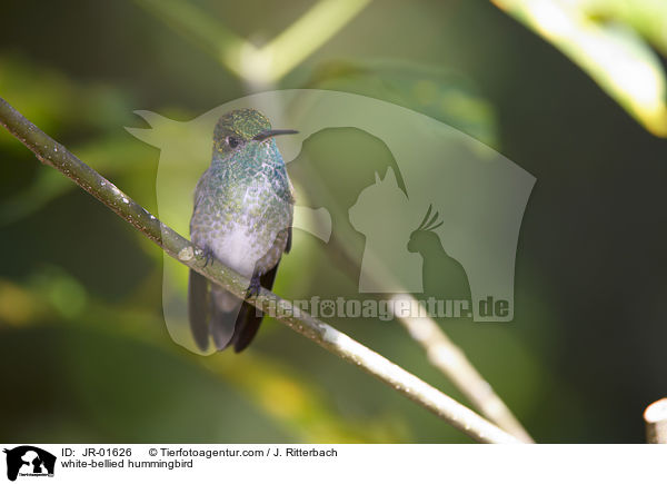 Weibauch-Kolibri / white-bellied hummingbird / JR-01626