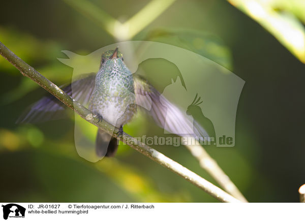 white-bellied hummingbird / JR-01627
