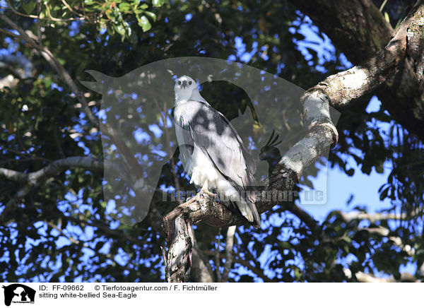 sitzender Weibauchseeadler / sitting white-bellied Sea-Eagle / FF-09662