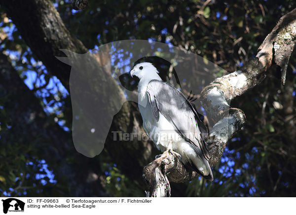 sitting white-bellied Sea-Eagle / FF-09663