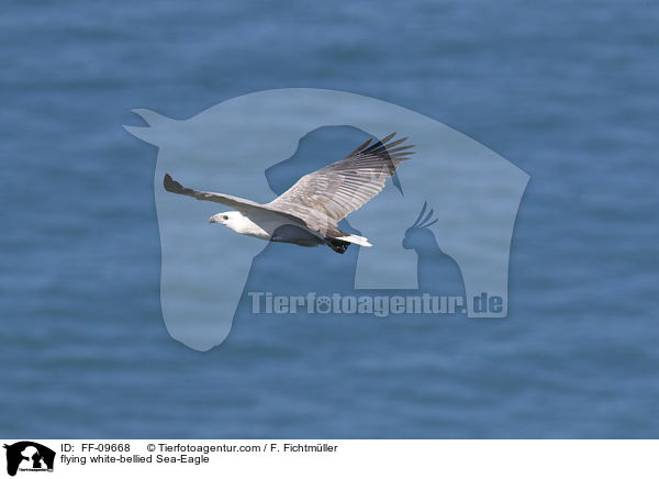 flying white-bellied Sea-Eagle / FF-09668