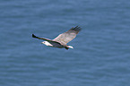 flying white-bellied Sea-Eagle