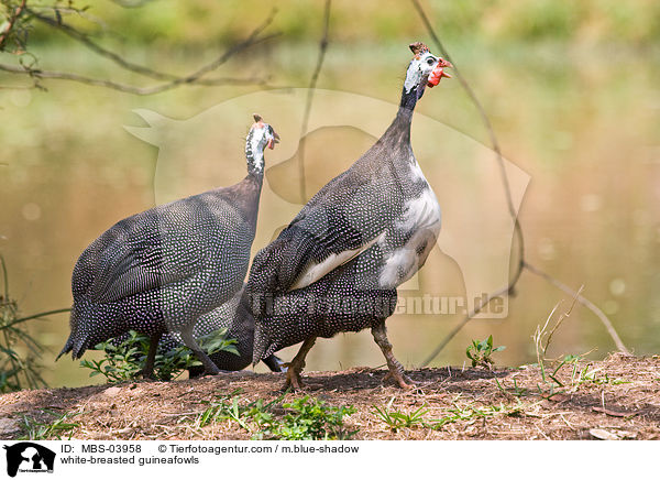 white-breasted guineafowls / MBS-03958