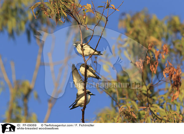 Weibauch-Schwalbenstare / white-breasted woodswallows / FF-09069
