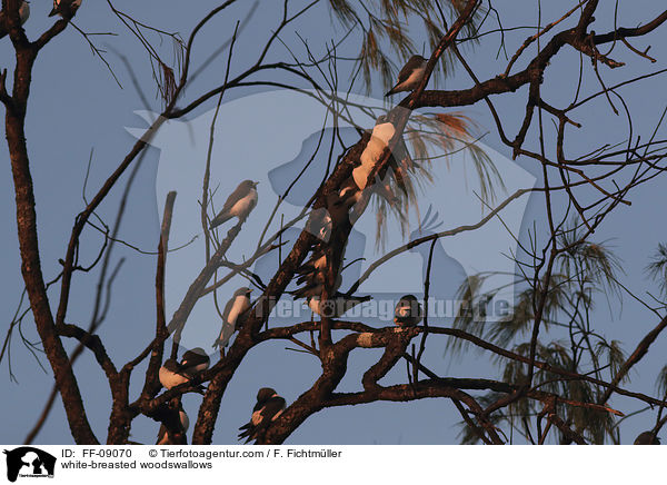 Weibauch-Schwalbenstare / white-breasted woodswallows / FF-09070