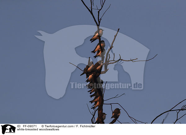 Weibauch-Schwalbenstare / white-breasted woodswallows / FF-09071
