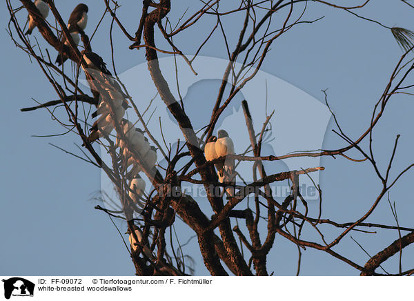 white-breasted woodswallows / FF-09072