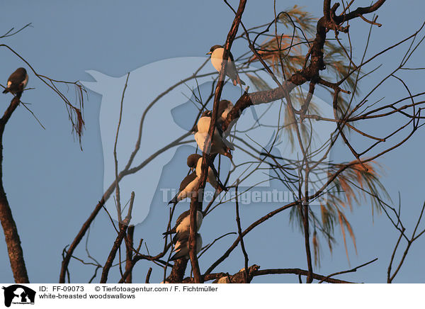 Weibauch-Schwalbenstare / white-breasted woodswallows / FF-09073