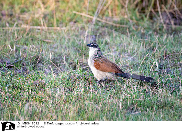 white-browed coucal / MBS-19012