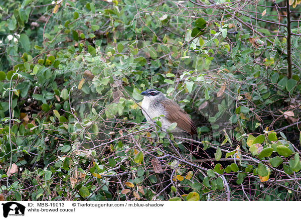 white-browed coucal / MBS-19013