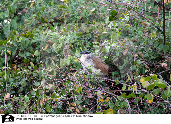 Weibrauenkuckuck / white-browed coucal / MBS-19013