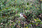 white-browed coucal