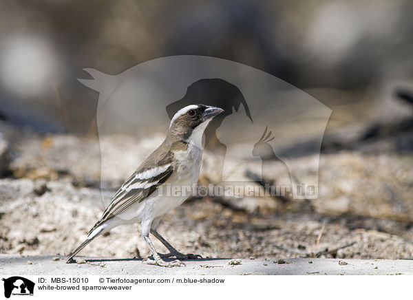 Mahaliweber / white-browed sparrow-weaver / MBS-15010