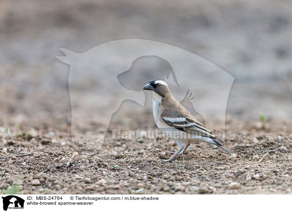 Mahaliweber / white-browed sparrow-weaver / MBS-24764