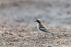 white-browed sparrow-weaver