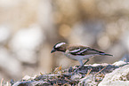 white-browed sparrow-weaver