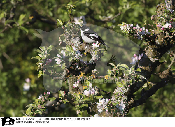 Halsbandschnpper / white-collared Flycatcher / FF-09969