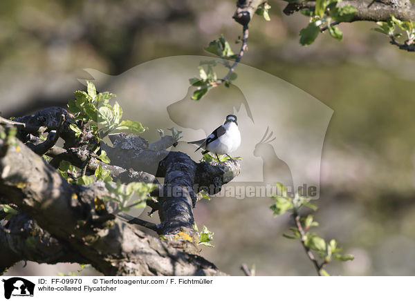 Halsbandschnpper / white-collared Flycatcher / FF-09970